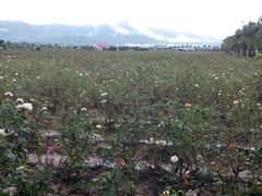 -亚龙湾国际玫瑰谷