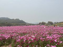 -径山花海