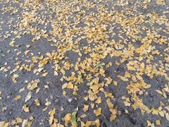 -三里屯东五街银杏大道