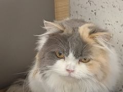 -喵园·猫主题咖啡厅·撸猫·猫咖(国贸店)