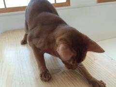 -Let's go狗咖·猫咖·奶狗·桌游(春熙路IFS店)