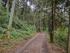 -重庆睡佛山森林公园