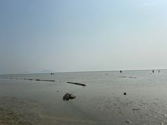 -合肥滨湖国家森林公园