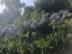 -墨尔本皇家植物园