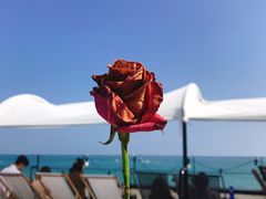 -Cafe Rooftop Cheongsapo