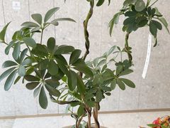 -沼津港精致料理·寿喜烧·烧鸟(龙湖南桥天街日料榜单店)