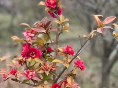 -花开海上生态园