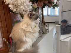 -共舞时光猫咖·狗咖(新街口店)