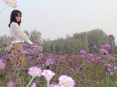 -北京东方普罗旺斯薰衣草庄园