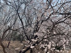 -塘沽森林公园