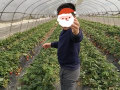 -小鱼草莓采摘园农家乐·小鱼餐厅