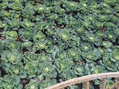 -狼山风景名胜区