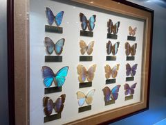 -上海昆虫博物馆