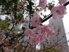 -陆家嘴中心绿地