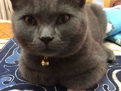 -芭比堂动物医院·犬猫全科·异宠专科(雁塔分院)