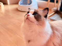 -唐小姐の私宠·宠物洗护美容·撸猫馆·购宠(周浦万达旗舰店)