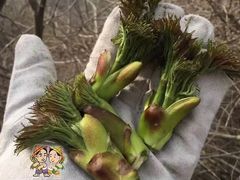 -鮨清日本料理