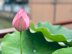 -陈家山荷花公园