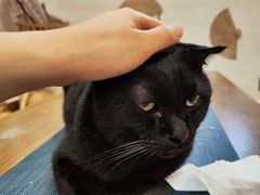 -楼上猫咖(罗湖店)