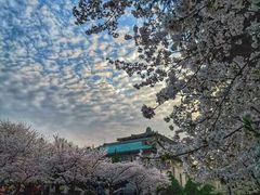 -武汉大学-樱园