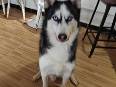 -喵小馆·猫咖狗咖猪咖·饮品店