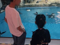 -帝企鹅自助餐厅•儿童岛•真企鹅(长隆企鹅酒店)