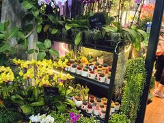 -溪岸路花鸟市场