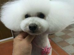 -鑫艺宠物美容培训学校