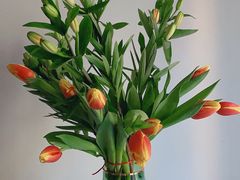 -双季花艺园艺市场(浦东店)