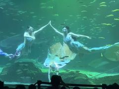 -海合安成都极地海洋公园