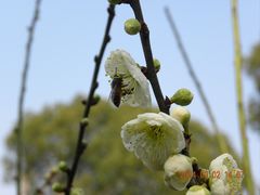 -无锡梅园公园