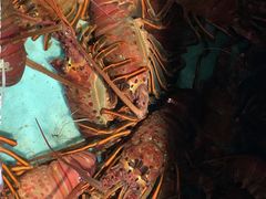 -江杨农产品批发市场