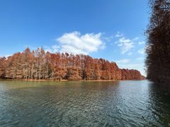 -上海海湾国家森林公园