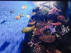 -暹罗海洋世界