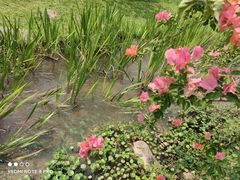-中国科学院西双版纳热带植物园