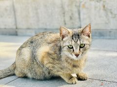 -西安大兴善寺
