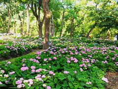 -上海共青森林公园