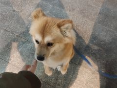 -小宝栗子(嘉华国际商业中心店)