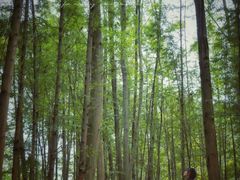 -桤木河湿地公园