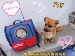 -伟伟宠物医院·CT影像中心·瑞派犬猫综合性门诊(汉口总院)