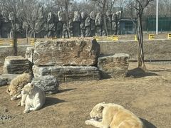 -秦皇岛野生动物园