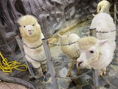 -上海大自然野生昆虫馆(东方明珠·爬宠昆虫探索中心)