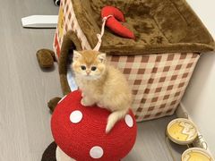 -猫十亿·布偶金渐层·曼基康矮脚猫舍(青年路店)