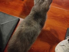 -猫小院猫主题咖啡厅(北锣店)