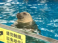 -芜湖新华联大白鲸海洋公园