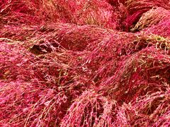 -汉长安城未央宫国家考古遗址公园