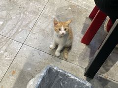 -晓彭肥肠鸡·泡椒鸡火锅(水木天地店)