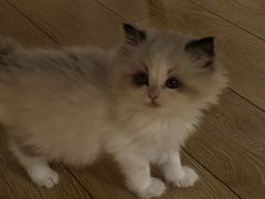 -艾贝尔宠物医院·24H转诊中心·肿瘤猫专科(江宁双龙店)