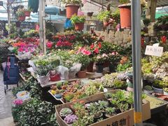 -曲阳花鸟市场(曲阳路店)