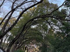 -上海佘山国家森林公园天马山园